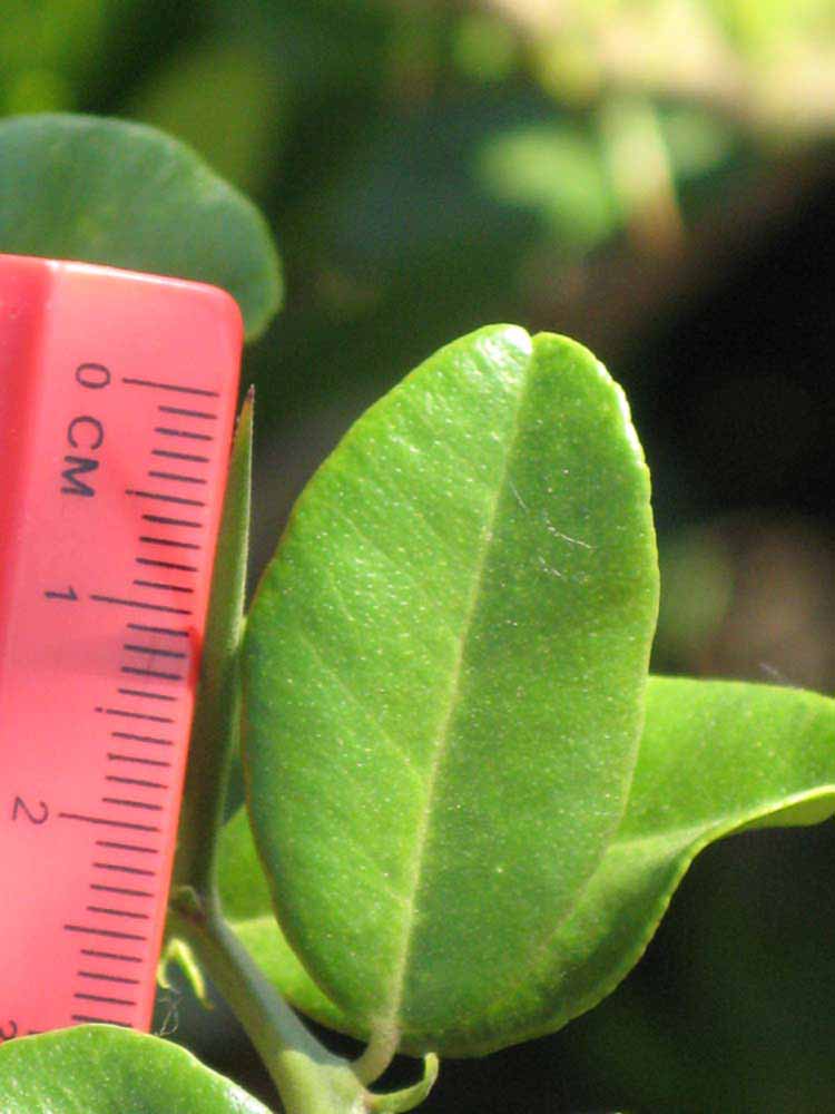            Unifoliolate leaf (Riverside, CA)   